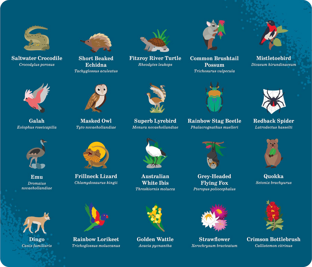 Erstwilder Gertie the Galah Brooch ~Australiana 2025 Collection~